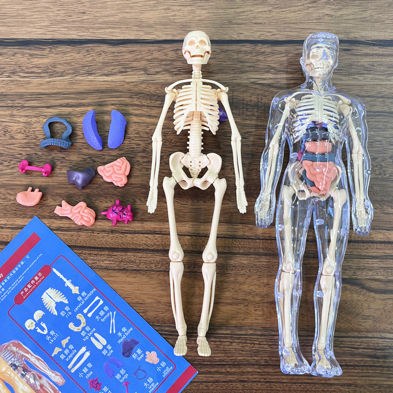 Model Kit Fantasy - 3D İnsan İskeleti Organ Anatomisi Bilimsel